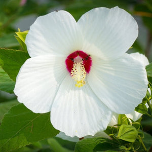 Rose Mallow - Perennial - Nature Hills Nursery - 1 Container - 