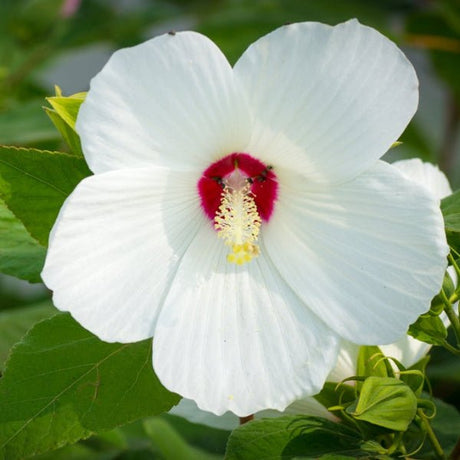 Rose Mallow - Perennial - Nature Hills Nursery - 1 Container - 
