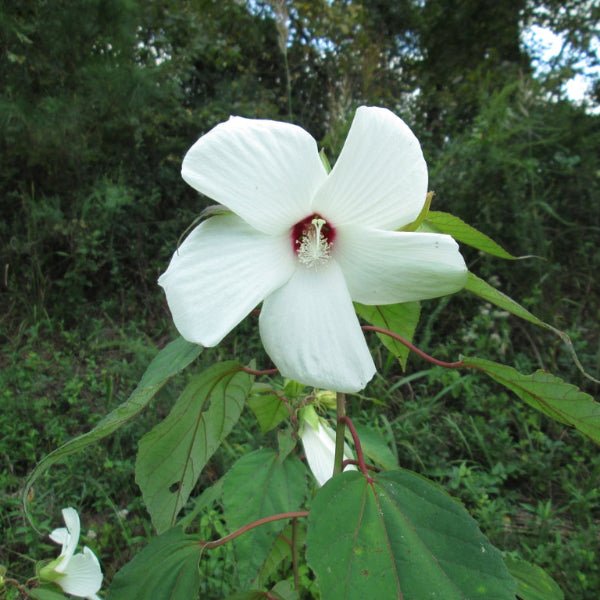 Rose Mallow - Perennial - Nature Hills Nursery - 1 Container - 