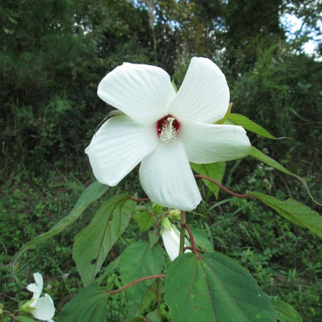 Rose Mallow - Perennial - Nature Hills Nursery - 1 Container - 