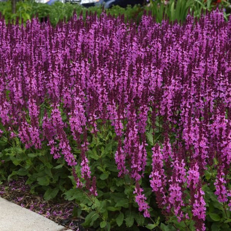 Rose Marvel Salvia - Nature Hills Nursery - #1 Container - 
