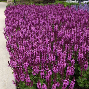 Rose Marvel Salvia - Nature Hills Nursery - #1 Container - 