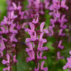 Rose Marvel Salvia - Nature Hills Nursery - #1 Container - 