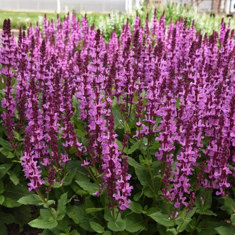 Rose Marvel Salvia - Nature Hills Nursery - #1 Container - 