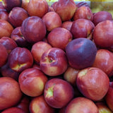 Rose Nectarine Tree - Nature Hills Nursery - Paper Pot 4 - 5 Feet - 