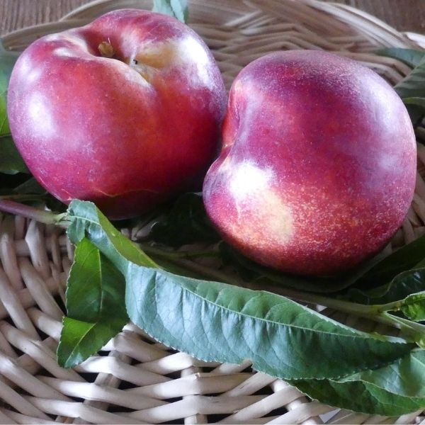 Rose Nectarine Tree - Nature Hills Nursery - Paper Pot 4 - 5 Feet - 