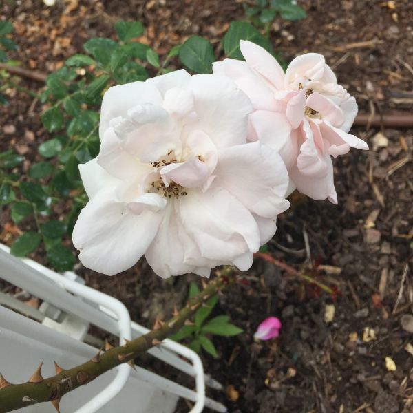 Close-up of pink rosa flowers on New Dawn Climbing Rose.