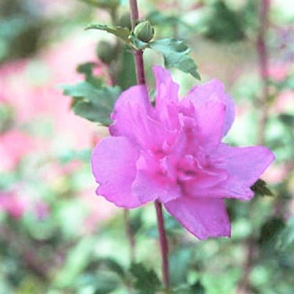 Close-up of purple hibiscus flowers on Ardens Rose of Sharon Shrub blooming in late summer to early fall to late fall.