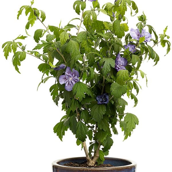 lavender chiffon hibiscus tree Blue Chiffon® Rose of Sharon Tree Form