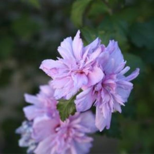 Close-up of pink hibiscus flowers on Blushing Bride Rose of Sharon blooming in late summer to early fall to late fall.
