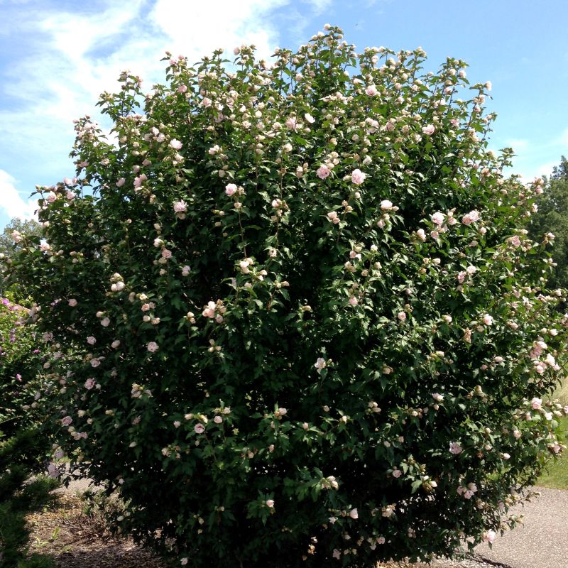 Blushing Bride Rose of Sharon (Hibiscus syriacus 'Blushing Bride'), a shrub featuring pink flowers and deciduous.