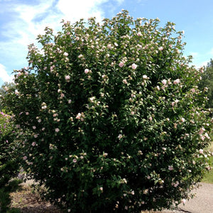 Blushing Bride Rose of Sharon (Hibiscus syriacus 'Blushing Bride'), a shrub featuring pink flowers and deciduous.