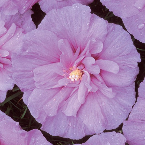 lavender chiffon rose of sharon tree Lavender Chiffon Rose of Sharon Tree