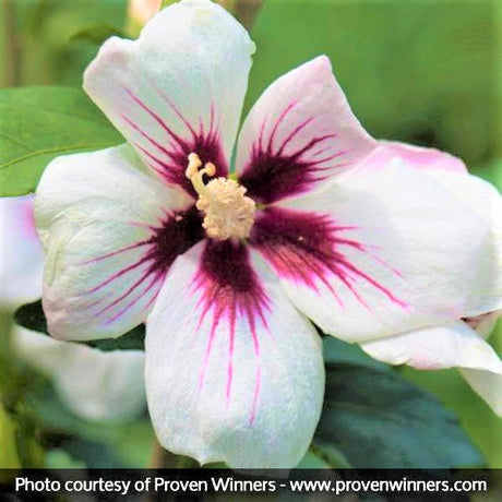 Proven Winners&reg; ColorChoice&reg; Lil' Kim&reg; Rose of Sharon