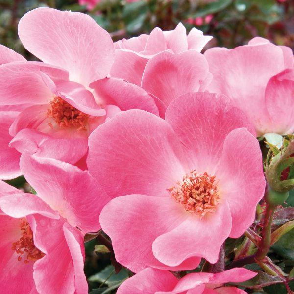 Pink Knock Out® Shrub Rose | Buy at NatureHills.com