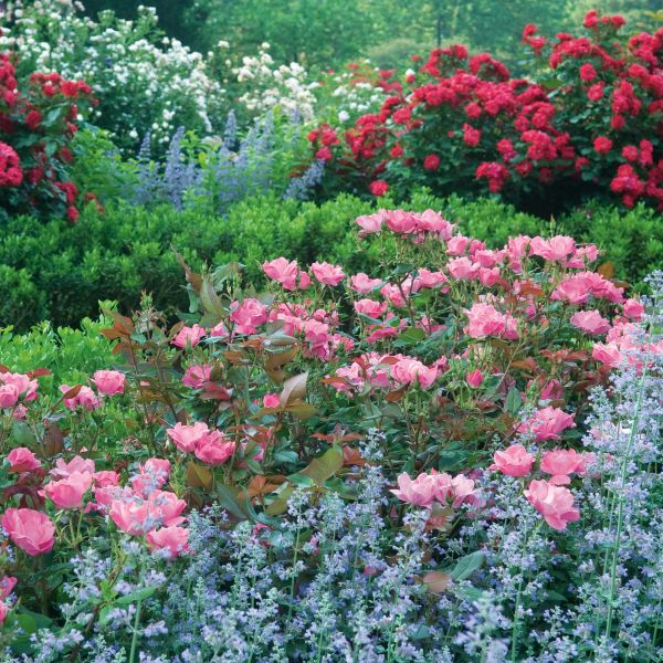 Deciduous foliage of Pink Knock Out® Shrub Rose (Rosa x 'Radcon') in a garden setting.