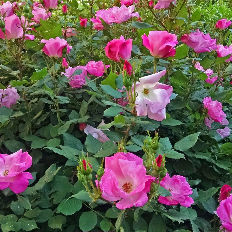 Pink Knock Out® Shrub Rose | Buy at NatureHills.com