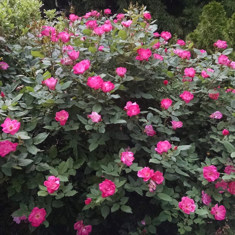 knockout rose tree seeds Knock Out 3 Gal. Pink Rose Bush with Pink Flowers
