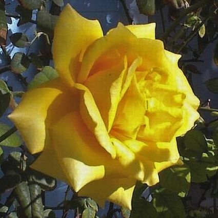 Royal Gold Climbing Rose (Rosa 'Royal Gold'), a shrub featuring yellow flowers and deciduous.