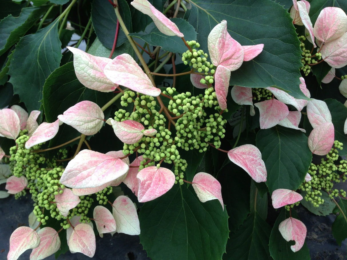 Rose Sensation False Hydrangea Vine shrub, front view