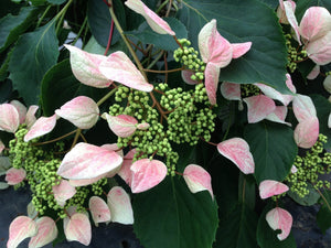 Rose Sensation False Hydrangea Vine shrub, front view