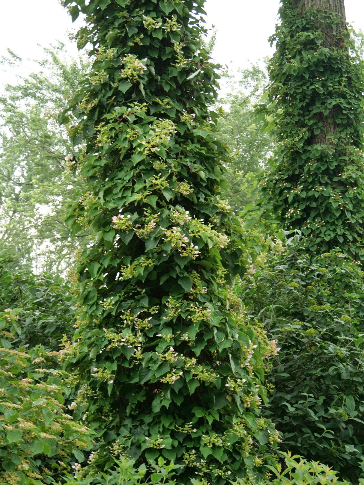 Rose Sensation False Hydrangea Vine shrub, view 10