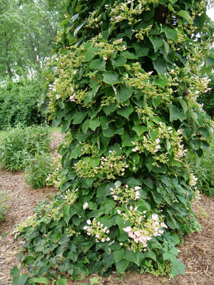 Rose Sensation False Hydrangea Vine shrub, side view