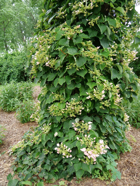 Rose Sensation False Hydrangea Vine shrub, side view
