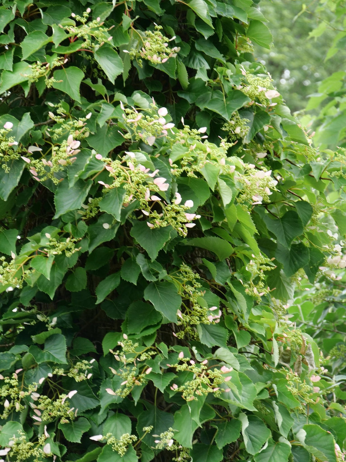 Rose Sensation False Hydrangea Vine shrub, lifestyle view