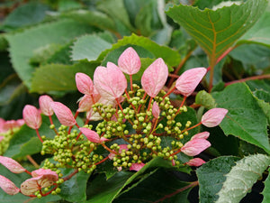 Rose Sensation False Hydrangea Vine shrub, close-up