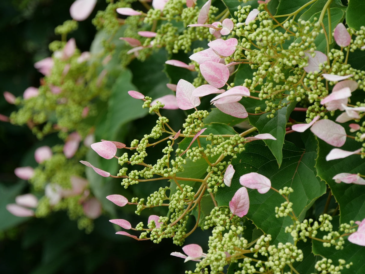 Rose Sensation False Hydrangea Vine shrub, garden view