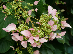 Rose Sensation False Hydrangea Vine shrub, foliage detail