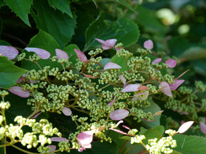 Rose Sensation False Hydrangea Vine shrub, bloom detail
