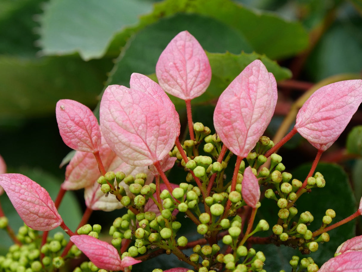 Rose Sensation False Hydrangea Vine shrub, view 9