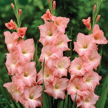 Rose Supreme Gladiolus - Nature Hills Nursery - 12 Pack Bulbs - 