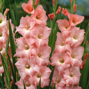 Rose Supreme Gladiolus - Nature Hills Nursery - 12 Pack Bulbs - 