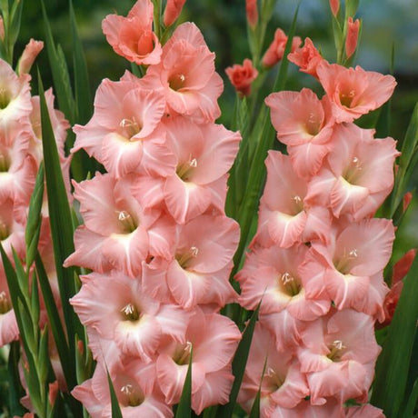 Rose Supreme Gladiolus - Nature Hills Nursery - 12 Pack Bulbs - 