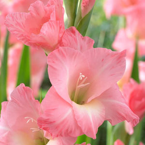 Rose Supreme Gladiolus - Nature Hills Nursery - 12 Pack Bulbs - 