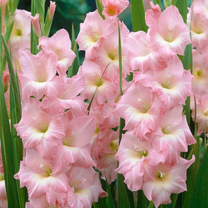 Rose Supreme Gladiolus - Nature Hills Nursery - 12 Pack Bulbs - 