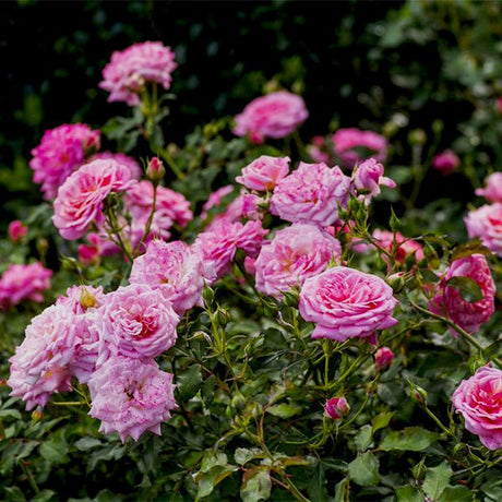 Drift Groundcover Roses - Low Growing, Easy Care Rose Bushes | Nature Hills