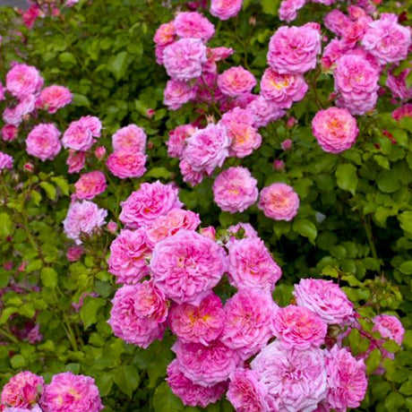 Deciduous foliage of Sweet Drift® Rose (Rosa 'Meiswetdom') in a garden setting.