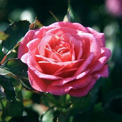 Sweet Drift® Rose (Rosa 'Meiswetdom') growing in a garden landscape, showing mature shrub form.