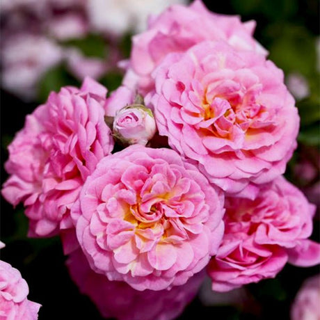 Sweet Drift® Rose (Rosa 'Meiswetdom'), a shrub featuring pink flowers and deciduous.
