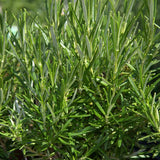 Basil, Oregano, and Rosemary 3 Pack