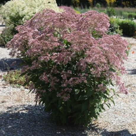 Rosie Josie Joe - Pye Weed (Eupatorium x 'Rosie Josie'), a perennial featuring pink flowers and perennial.
