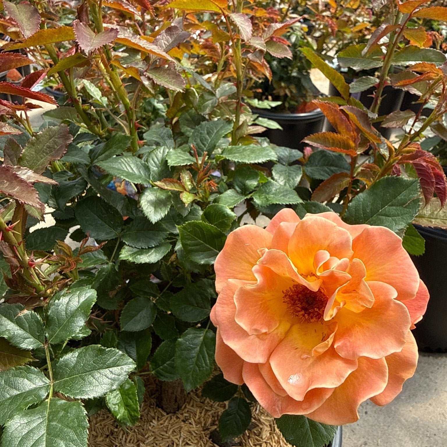 Rivan Roses Rosie the Riveter™ Floribunda Rose | Buy at NatureHills.com
