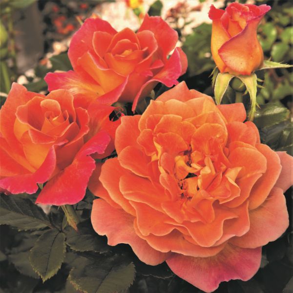 Rosie the Riveter™ Floribunda Rose | Buy at NatureHills.com