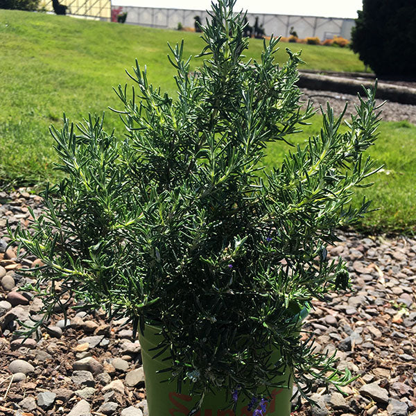 Chef's Choice&reg; Rosemary