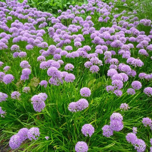 Rosy Dream Allium - Nature Hills Nursery - 12 Pack Bulbs - 