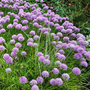 Rosy Dream Allium - Nature Hills Nursery - 12 Pack Bulbs - 